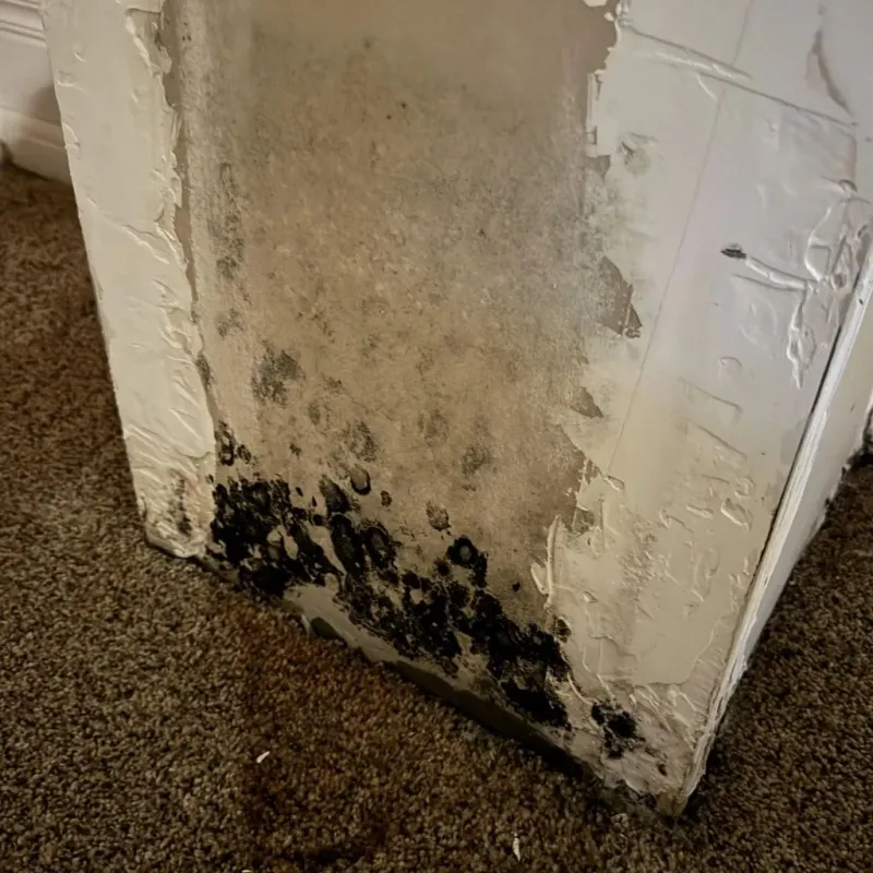 Professional Mold Removal in Newton, KS